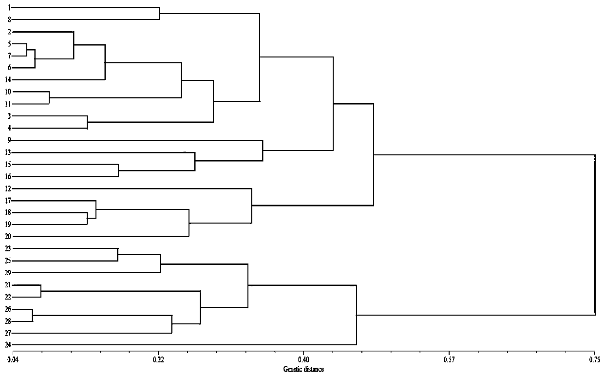 SSR primer set based on solanum melongena transcriptome sequencing data development, and application of SSR primer set