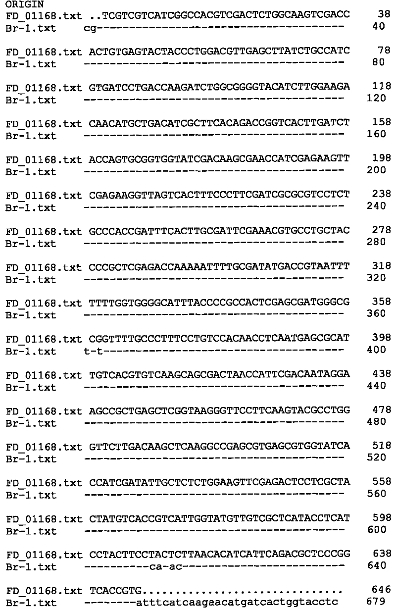 Fusarium proliferatum, and bacterium agent and application thereof