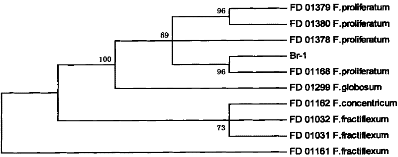 Fusarium proliferatum, and bacterium agent and application thereof