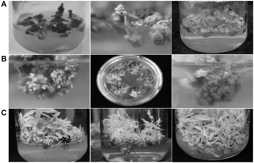 Method and culture medium for obtaining lonicera macranthoides regeneration plants through tissue culture