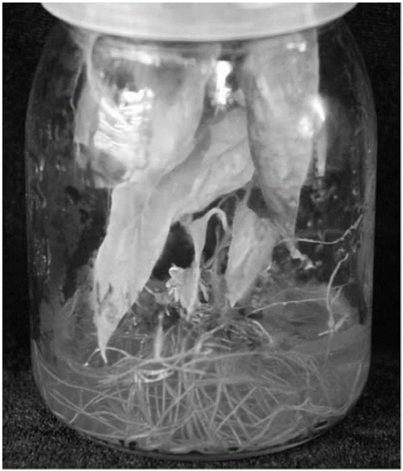 Method and culture medium for obtaining lonicera macranthoides regeneration plants through tissue culture