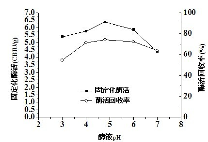 Method for immobilizing beta-glucosidase and hydrolyzing straw cellulose by cooperating beta-glucosidase with cellulase