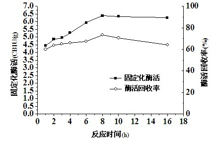 Method for immobilizing beta-glucosidase and hydrolyzing straw cellulose by cooperating beta-glucosidase with cellulase