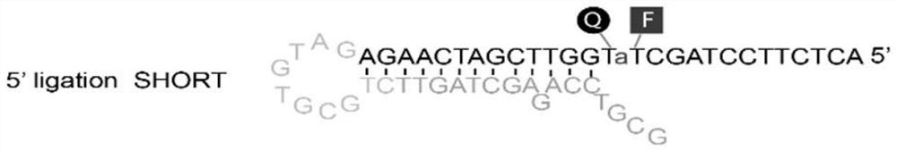 Application of deoxyribozyme probe in escherichia coli drug-resistant phenotype high-throughput sensing