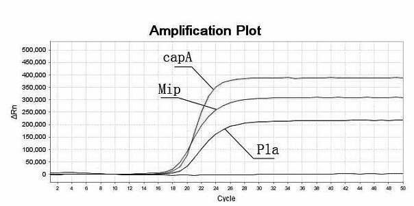 Primer and probe sequences and method for detecting Bacillus anthracis, Yersinia pestis and legionella pneumophilia through multiple real-time fluorescence polymerase chain reaction (PCR)