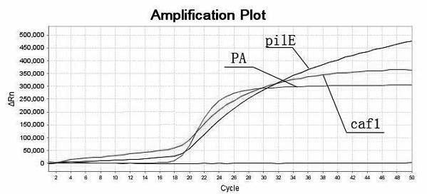 Primer and probe sequences and method for detecting Bacillus anthracis, Yersinia pestis and legionella pneumophilia through multiple real-time fluorescence polymerase chain reaction (PCR)