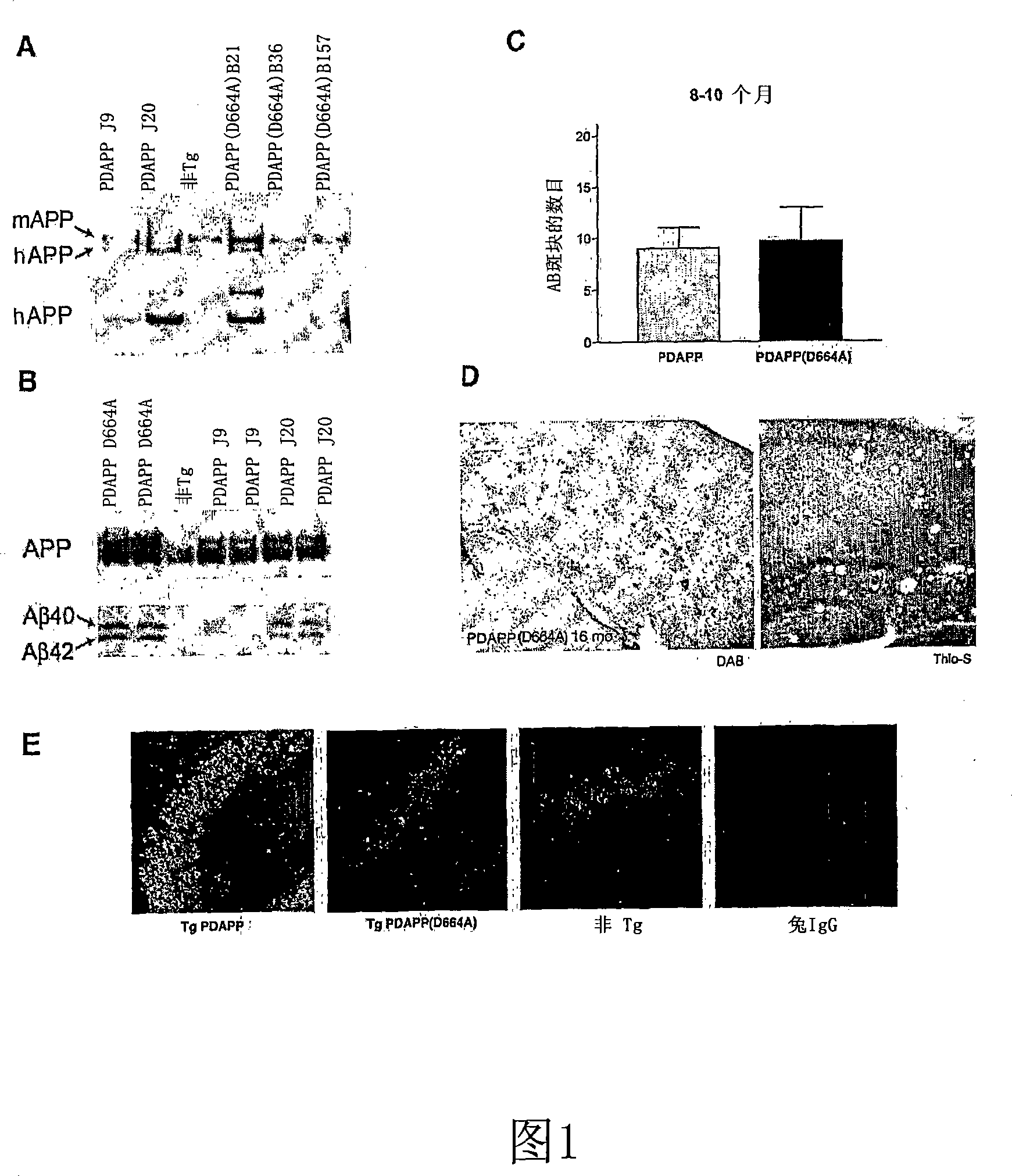 Transgenic models of alzheimer's disease and uses therefor in the treatment of a variety of neurodegenerative diseases