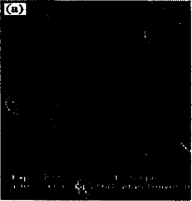 Method of using nano zeolite molecular sieve assemble material as affinity chromatography filler to separate functional protein molecules