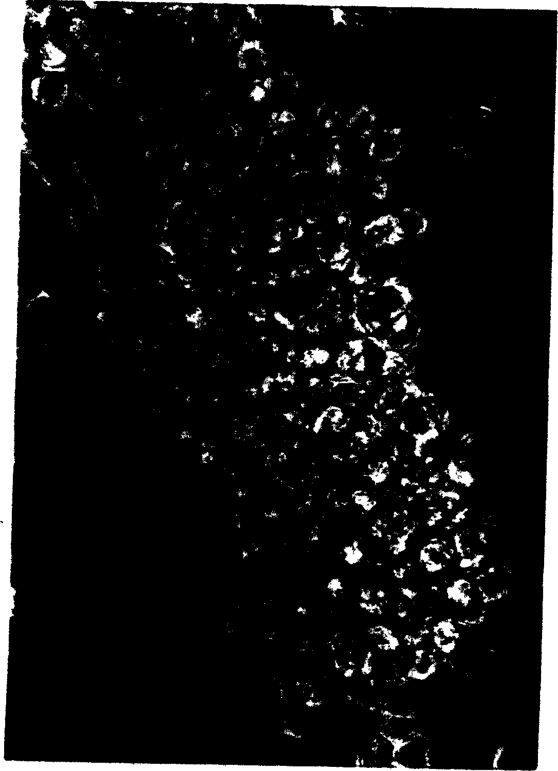 Method for establishing hematopoietic stem cells bank by extracting hematopoietic cells from placenta tissues