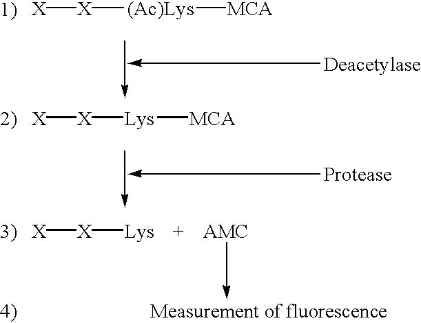 Methods for determining the acetylation level of a peptide based on sensitivity of the peptide to peptidase