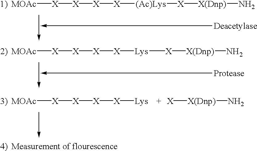 Methods for determining the acetylation level of a peptide based on sensitivity of the peptide to peptidase