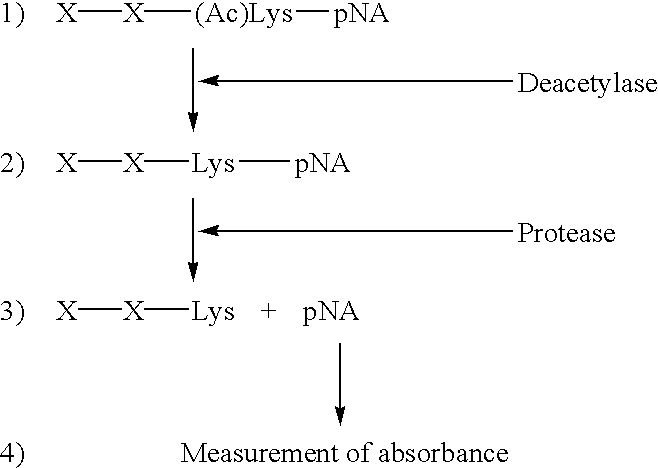 Methods for determining the acetylation level of a peptide based on sensitivity of the peptide to peptidase