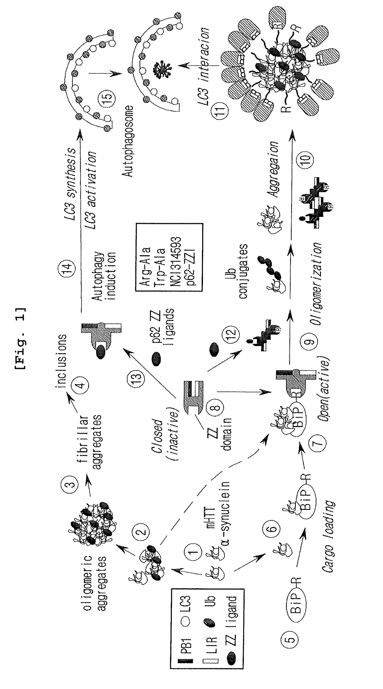 Prevention and Treatment of Neurodegenerative Diseases Through Autophagy Activity Mediated by A Synthetic Ligand or Arginylated BIP Binding to the P62 ZZ Domain