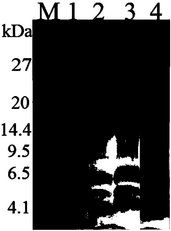 Method for increasing output of insulin precursors