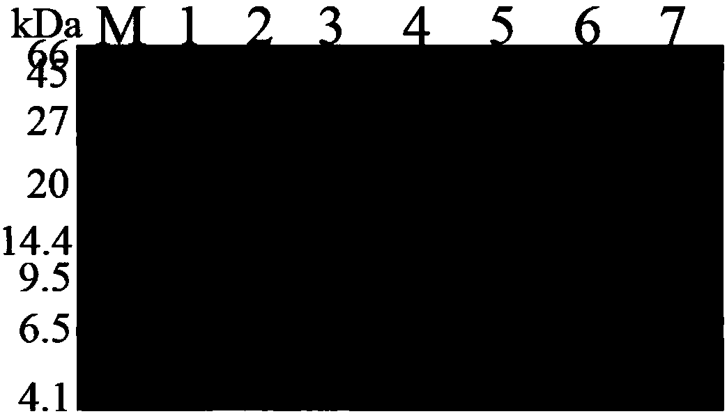 Method for increasing output of insulin precursors