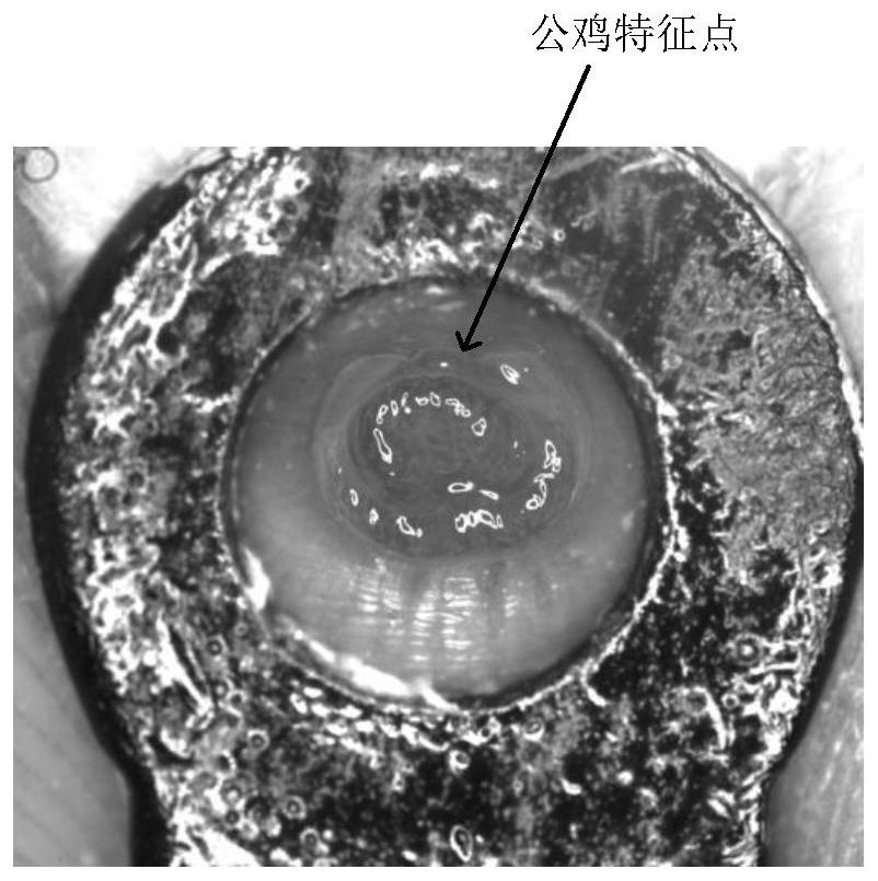 Vision-based chick male and female intelligent identification method and system