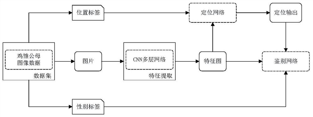 Vision-based chick male and female intelligent identification method and system