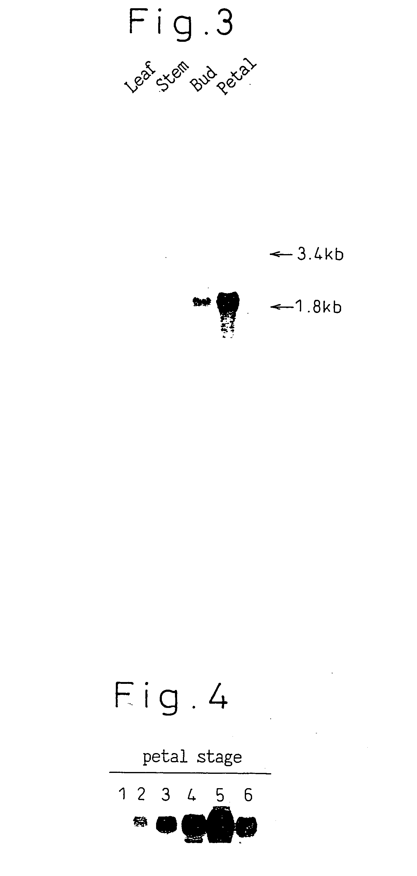 Gene encoding a protein having aurone synthesis activity