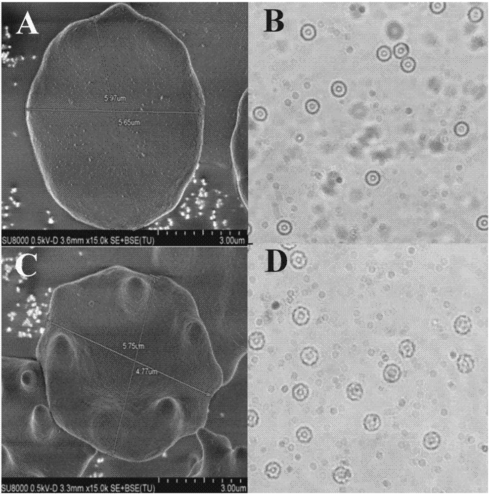 Liquid for preserving red cells of ursid and application of liquid for preserving red cells of ursid