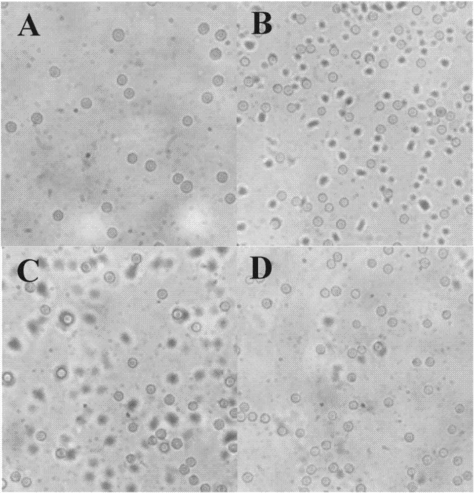 Liquid for preserving red cells of ursid and application of liquid for preserving red cells of ursid