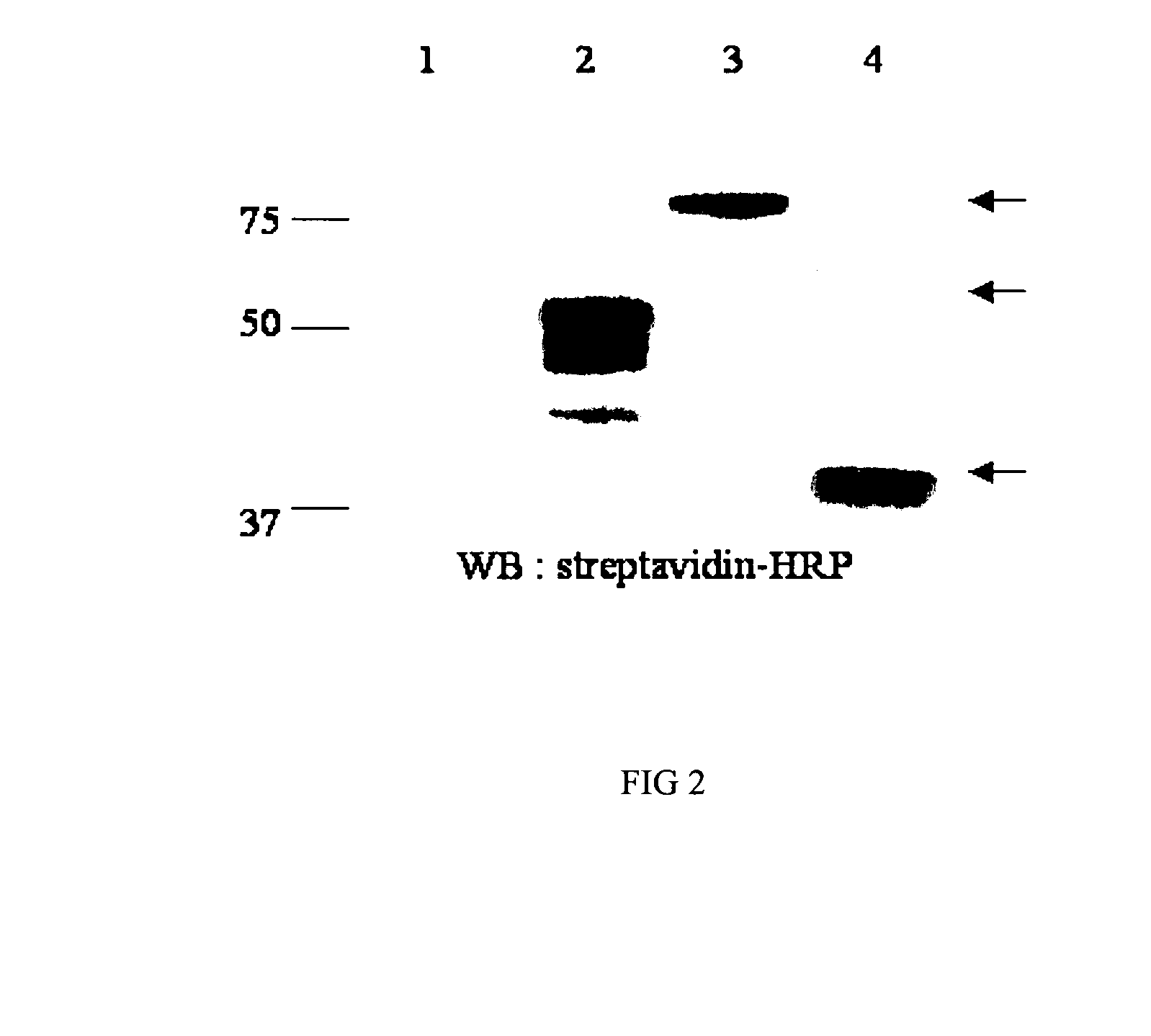 Recombinant antigens for the detection of Coxiella burnetii