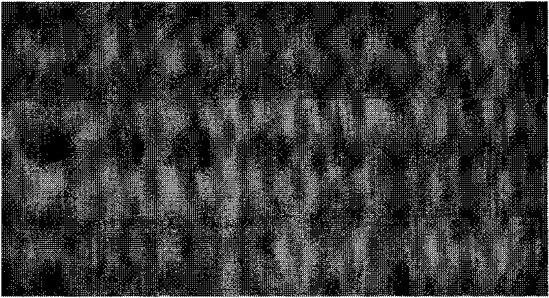 Test paper for quickly detecting phenothalin, detection kit thereof and detection method thereof