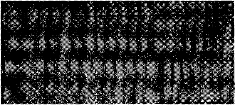 Test paper for quickly detecting phenothalin, detection kit thereof and detection method thereof