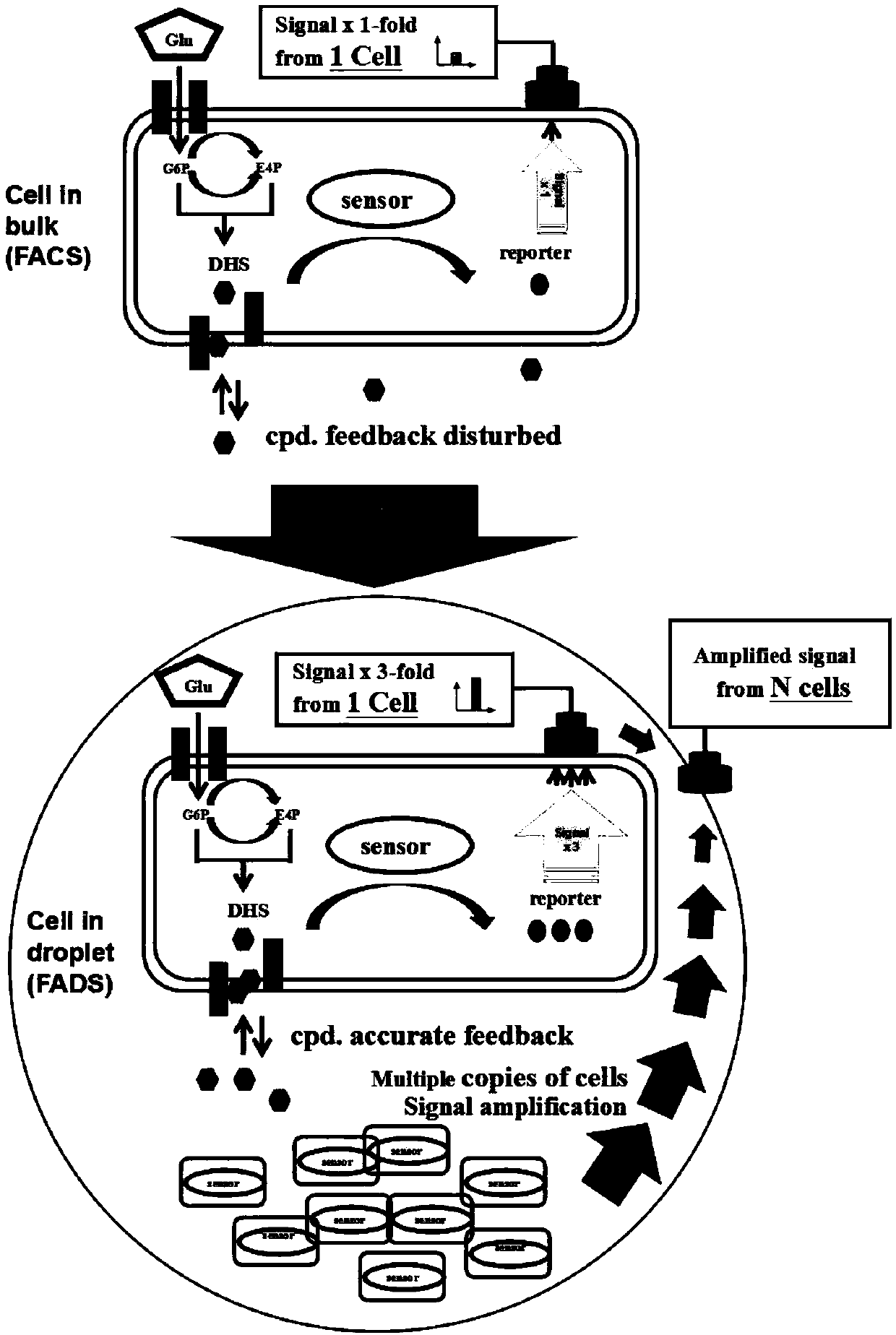 High-flux screening method based on biosensor