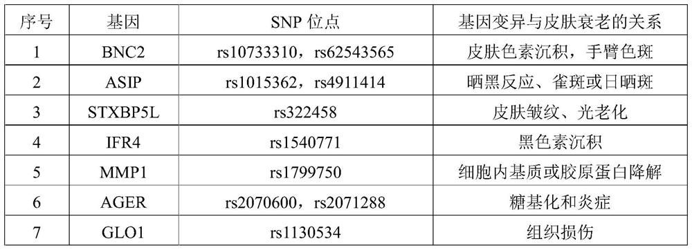 A complete set of primers for detecting SNPs of susceptibility genes related to skin aging and its application