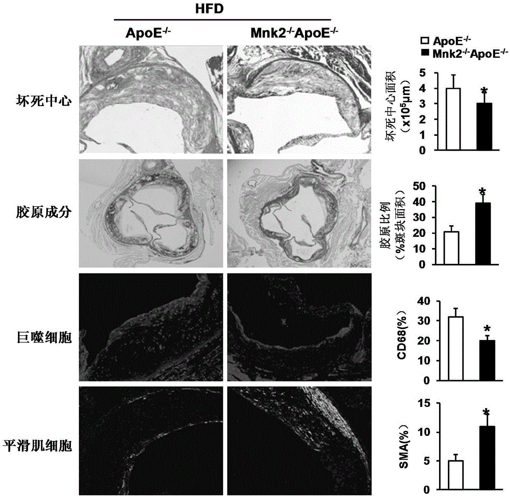 Function and application of MAPK signal-integrating kinase 2 in the treatment of atherosclerosis