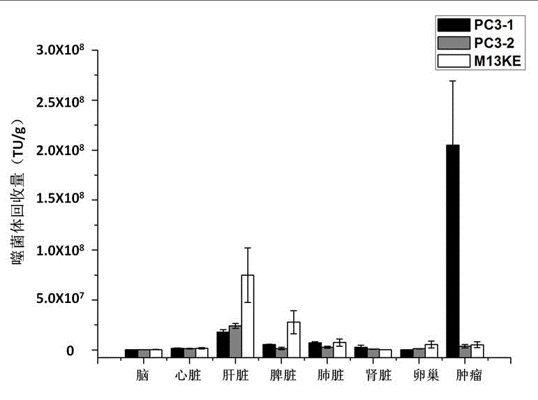 Ovarian-cancer-targeted polypeptide