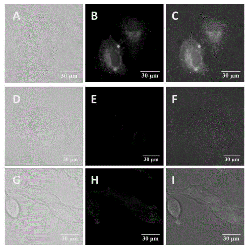 APN inhibitor with fluorescent property and application thereof