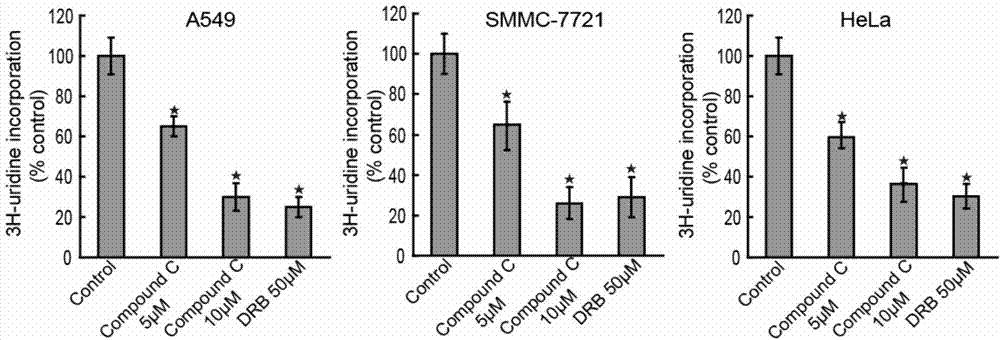 Application of pyrazolopyrimidine compound in preparation of transcription inhibitor medicine