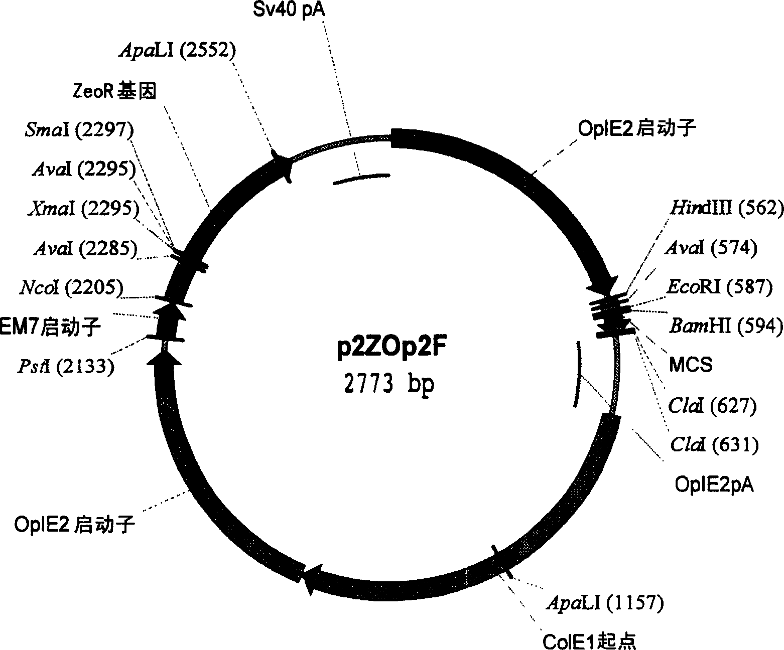 Novel immunogenic mimetics of multimer proteins