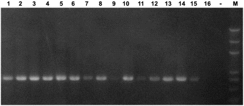 Populus tomentosa gene PtomiR390a and its application