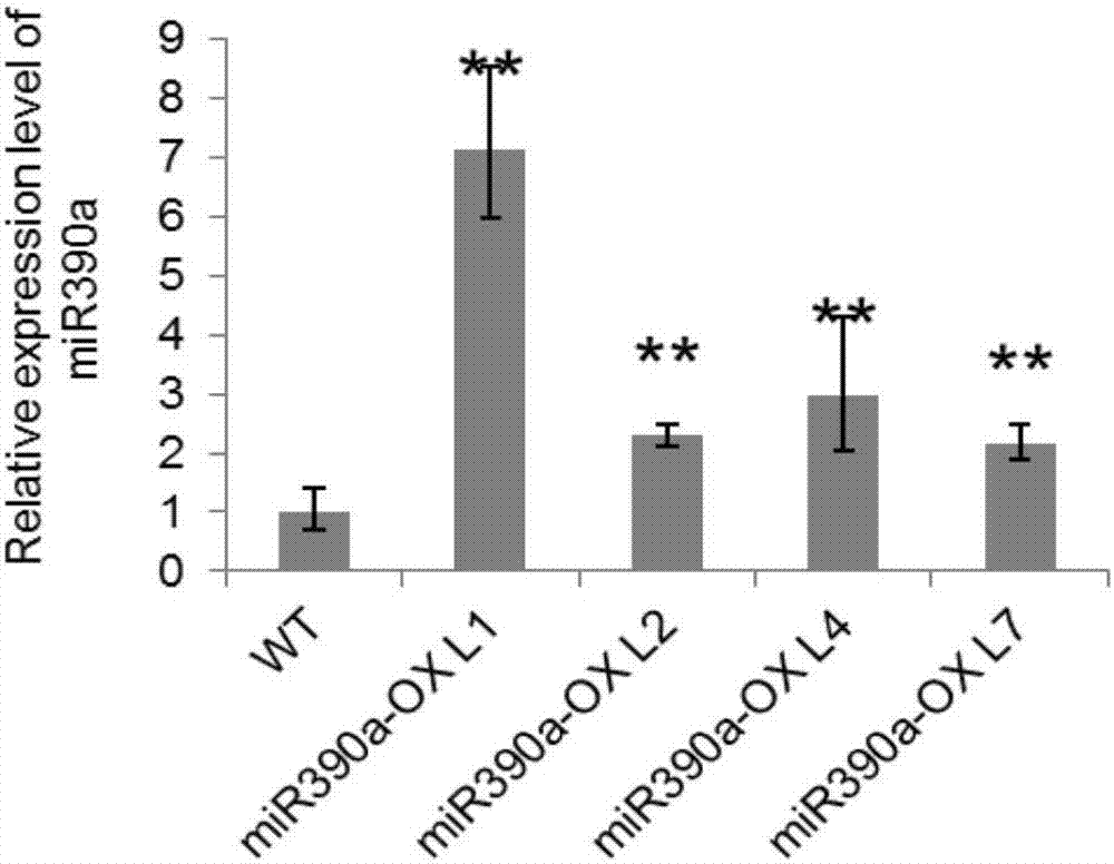 Populus tomentosa gene PtomiR390a and its application