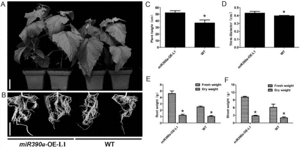 Populus tomentosa gene PtomiR390a and its application