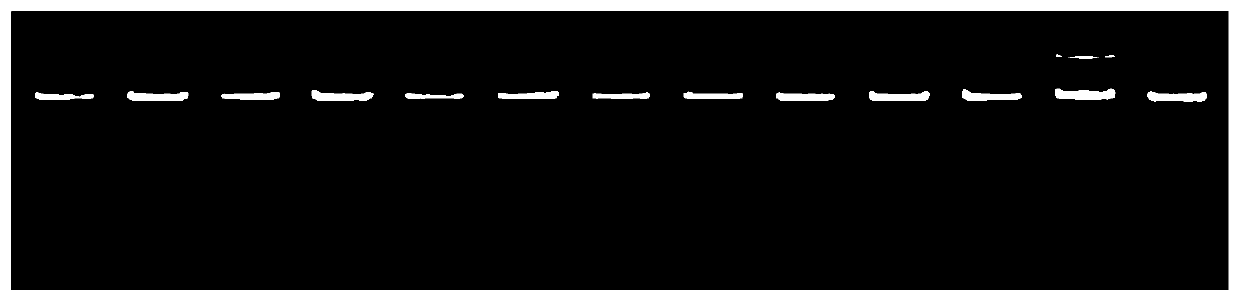 PCR primers, methods and kits for analyzing grass genetic diversity