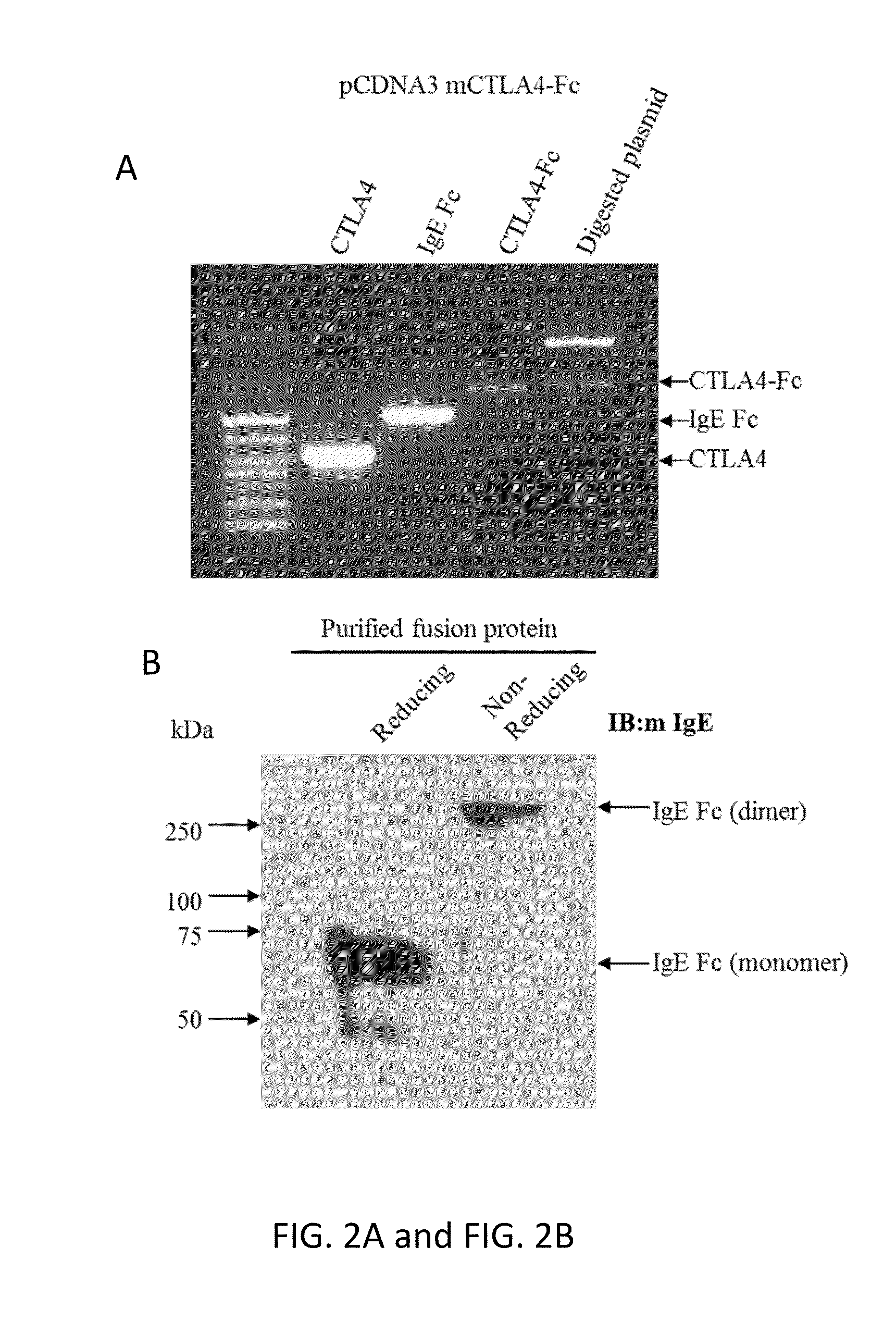 Fc Coupled Compositions and Methods of Their Use