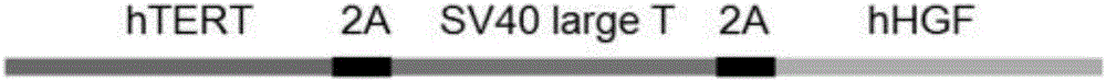 Liver cell membrane bionic liposome drug carrier as well as preparation method and application thereof