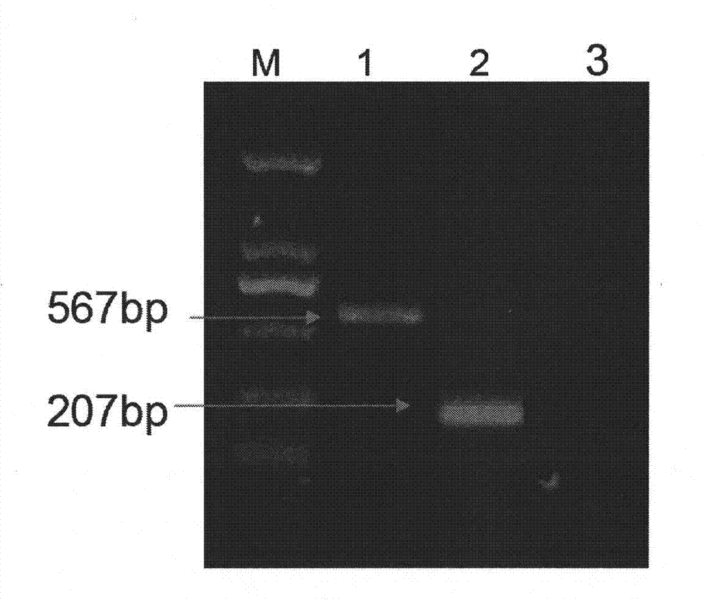 Combined live vaccine against porcine reproductive and respiratory syndrome and pseudorabies, and preparation method thereof