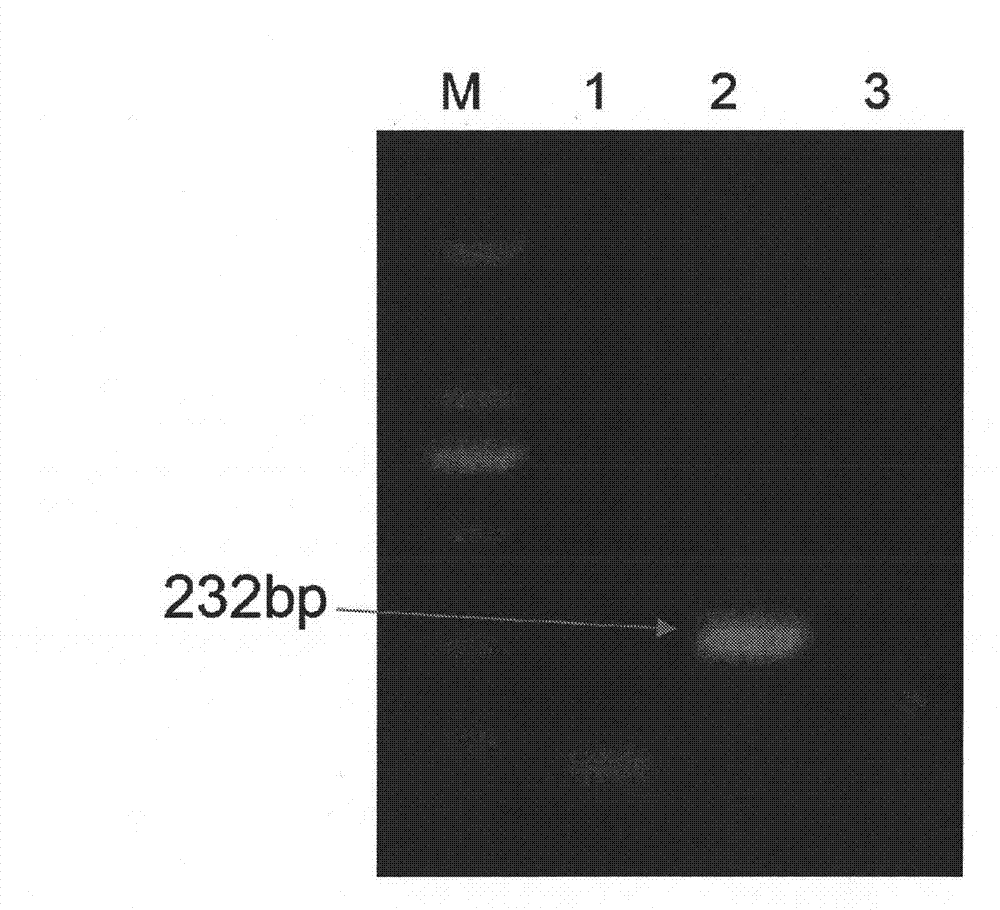 Combined live vaccine against porcine reproductive and respiratory syndrome and pseudorabies, and preparation method thereof