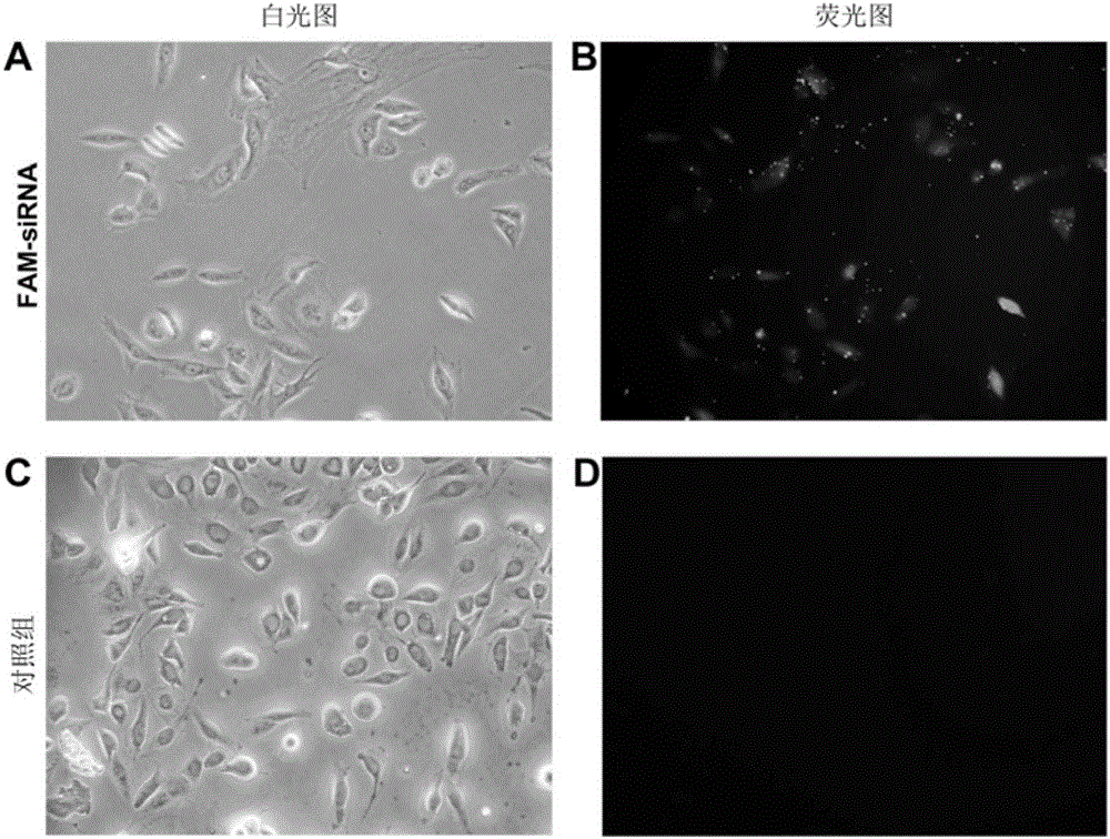 SiRNA-203 for inhibiting expression of long non-coding RNA SNHG6 and proliferation of hepatoma cells and application thereof