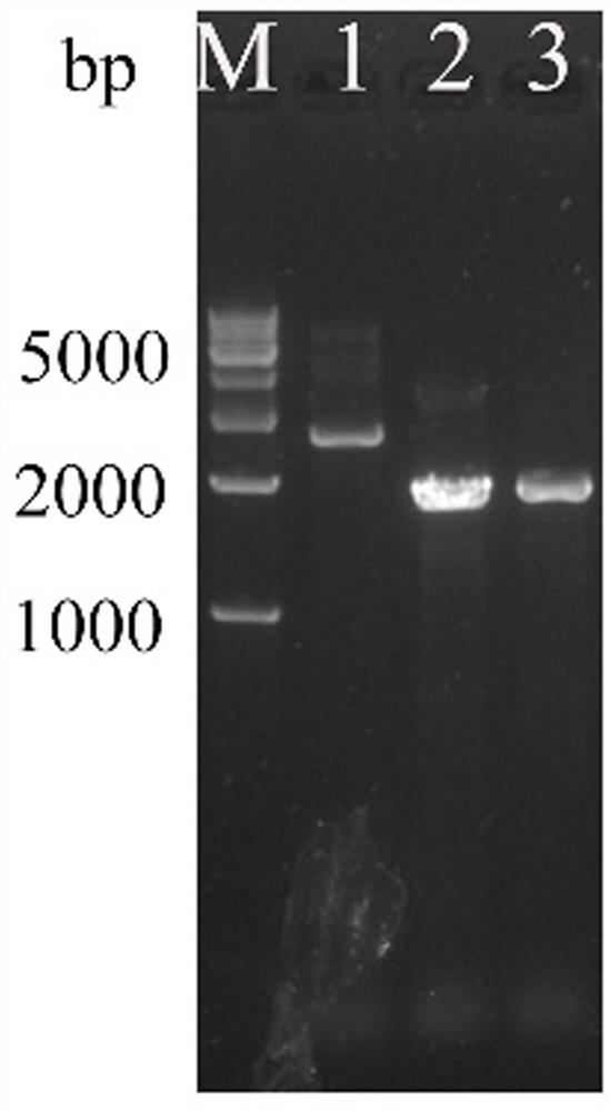 A genetically engineered bacterium and its application in the preparation of 22-hydroxyl-23,24-bisnorcholest-4-en-3-one