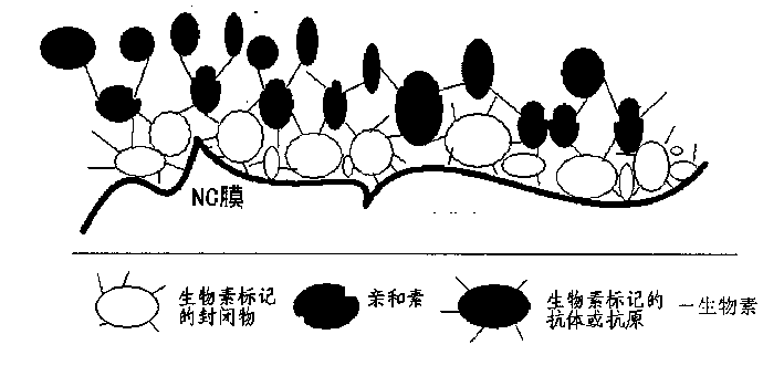 Preparation method of protein chip