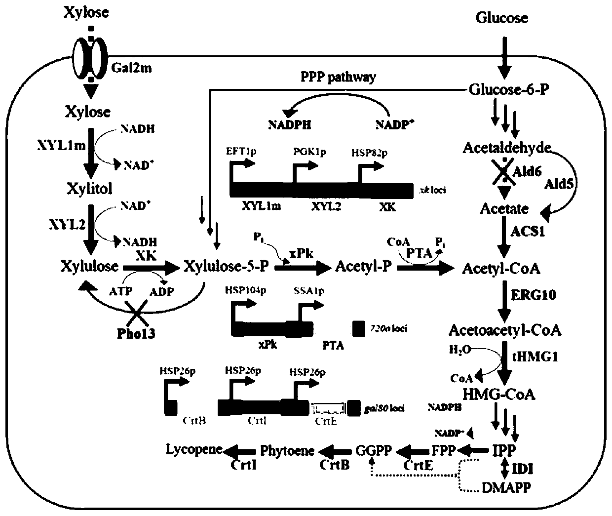 Xylose utilization yeast and application thereof