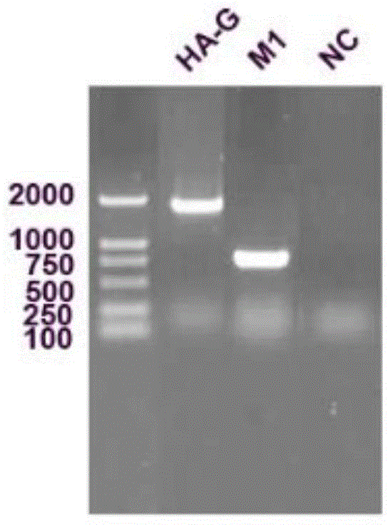 SVCV (Spring viraemia of carp) resisting VLPs (virus-like particles), vaccine and preparation method thereof