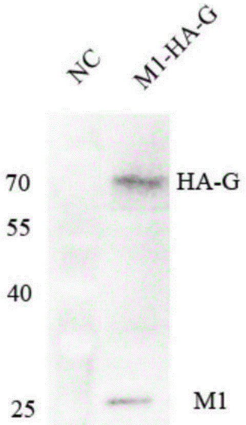 SVCV (Spring viraemia of carp) resisting VLPs (virus-like particles), vaccine and preparation method thereof