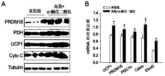 Application of alpha-oxoglutarate to improving heat production capability of fat animals and reducing body fat content