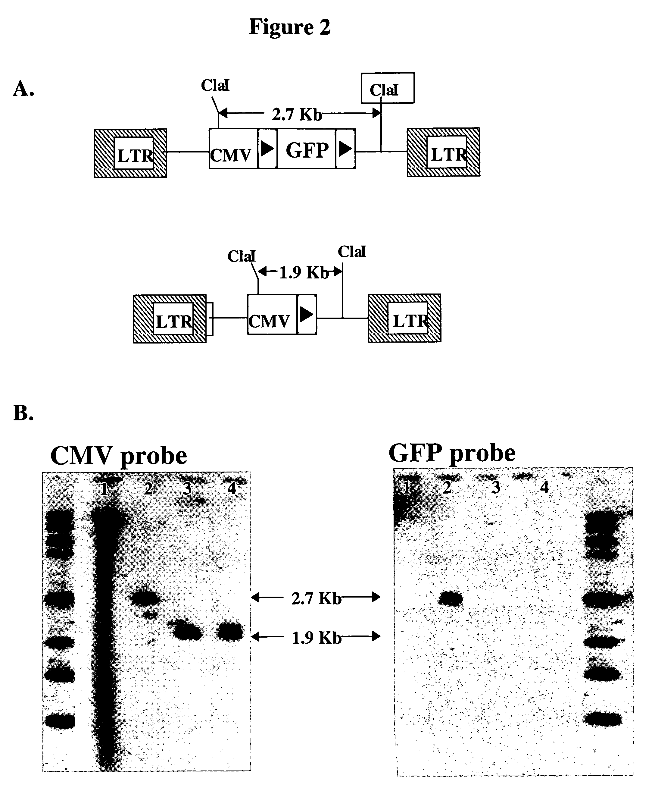 Lentiviral vectors for site-specific gene insertion